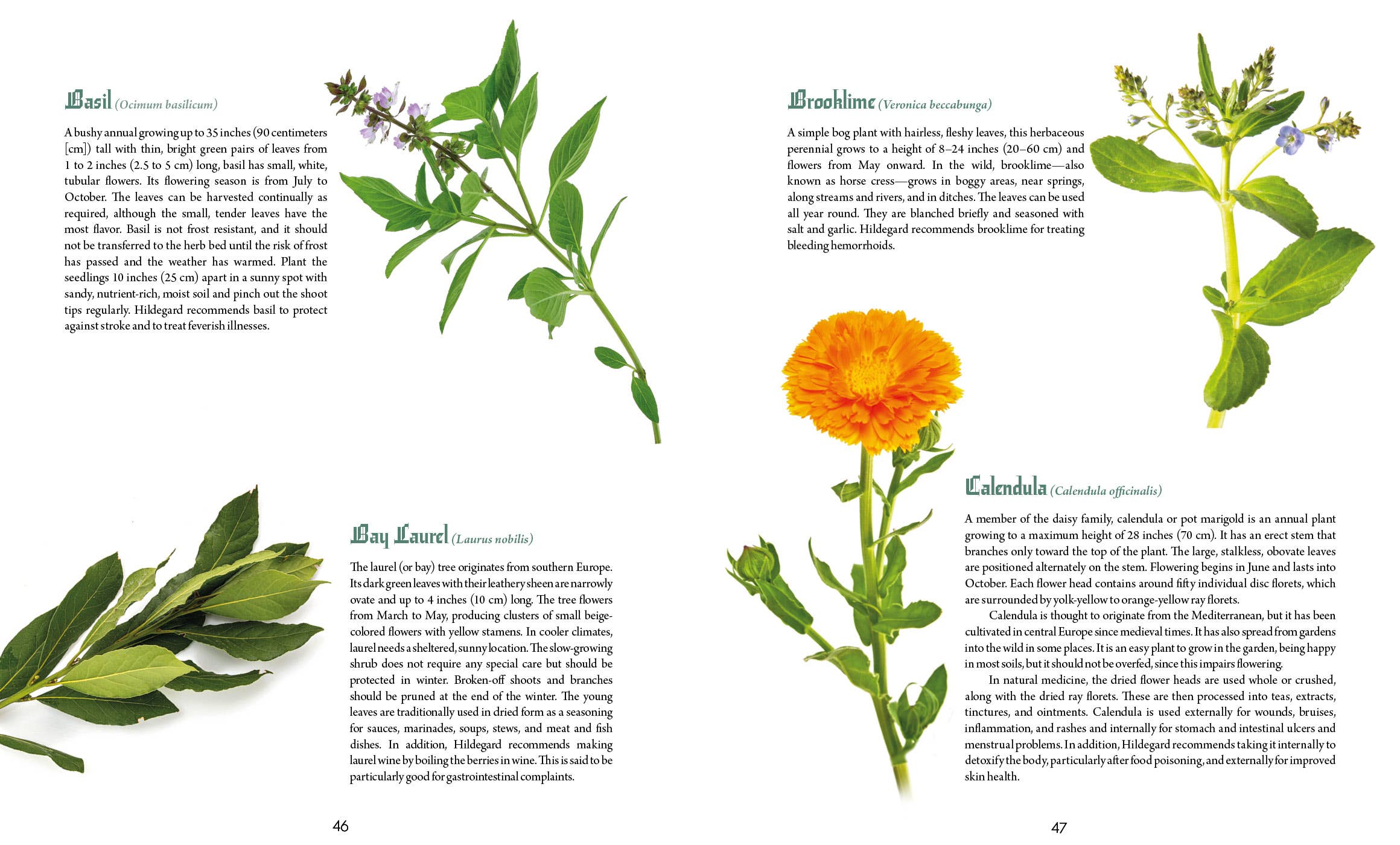 Saint Hildegard’s Guide to Wellness - Holger Vornholt